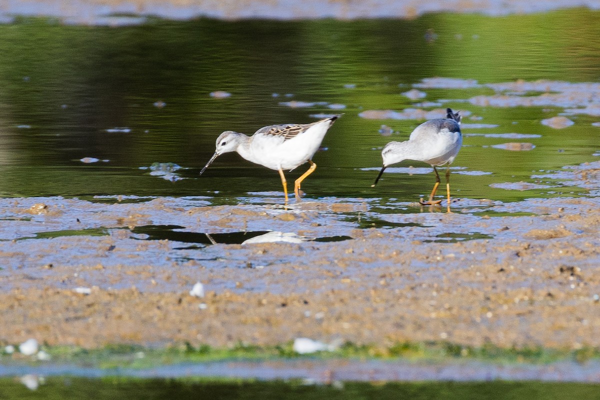Wilson's Phalarope - ML641180045