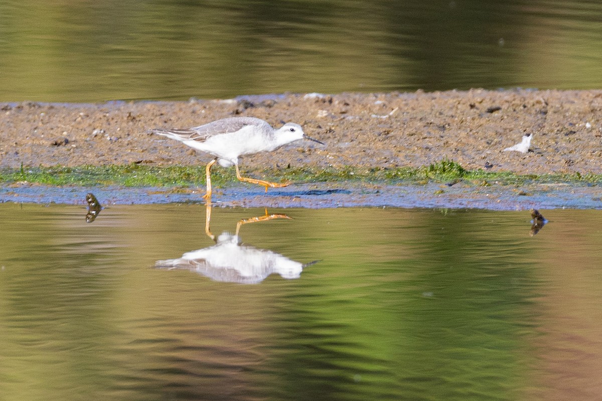Wilson's Phalarope - ML641180046