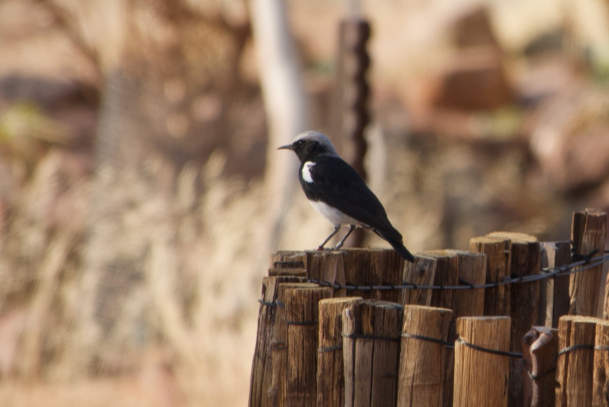 Mountain Chat - ML641180089