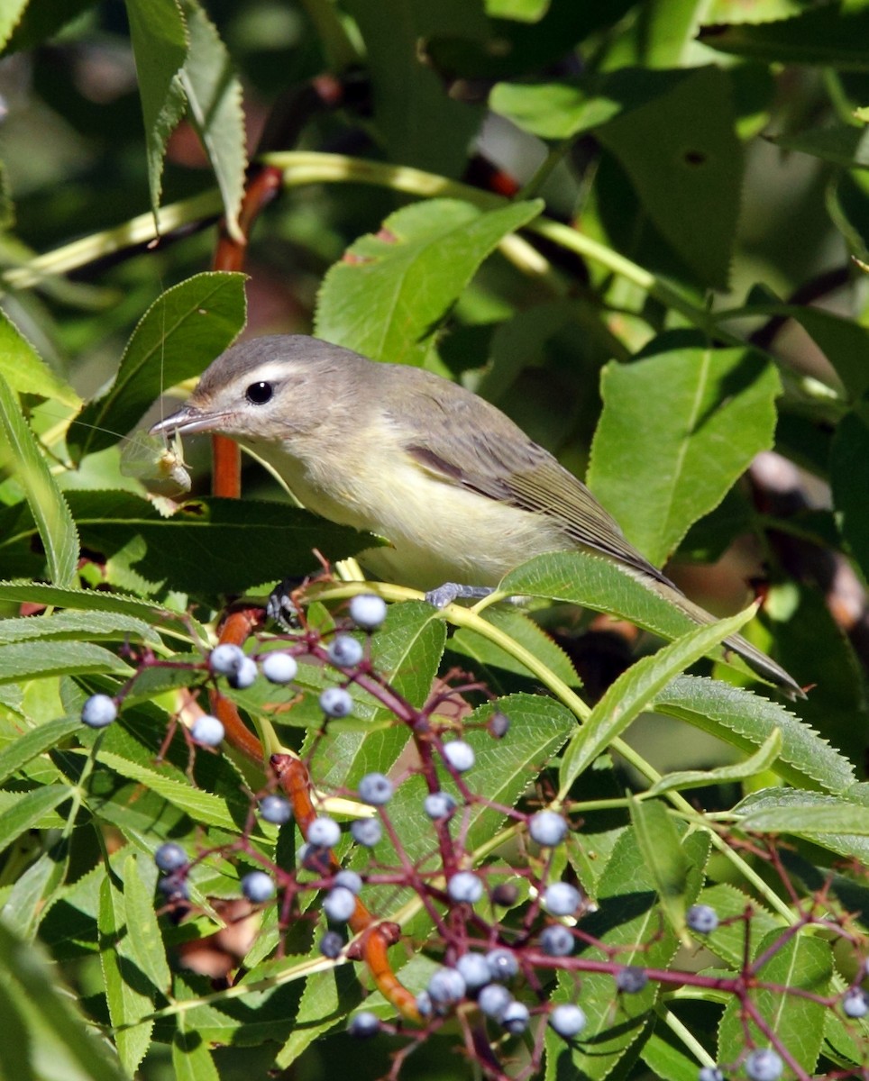 Warbling Vireo (Western) - ML641180094