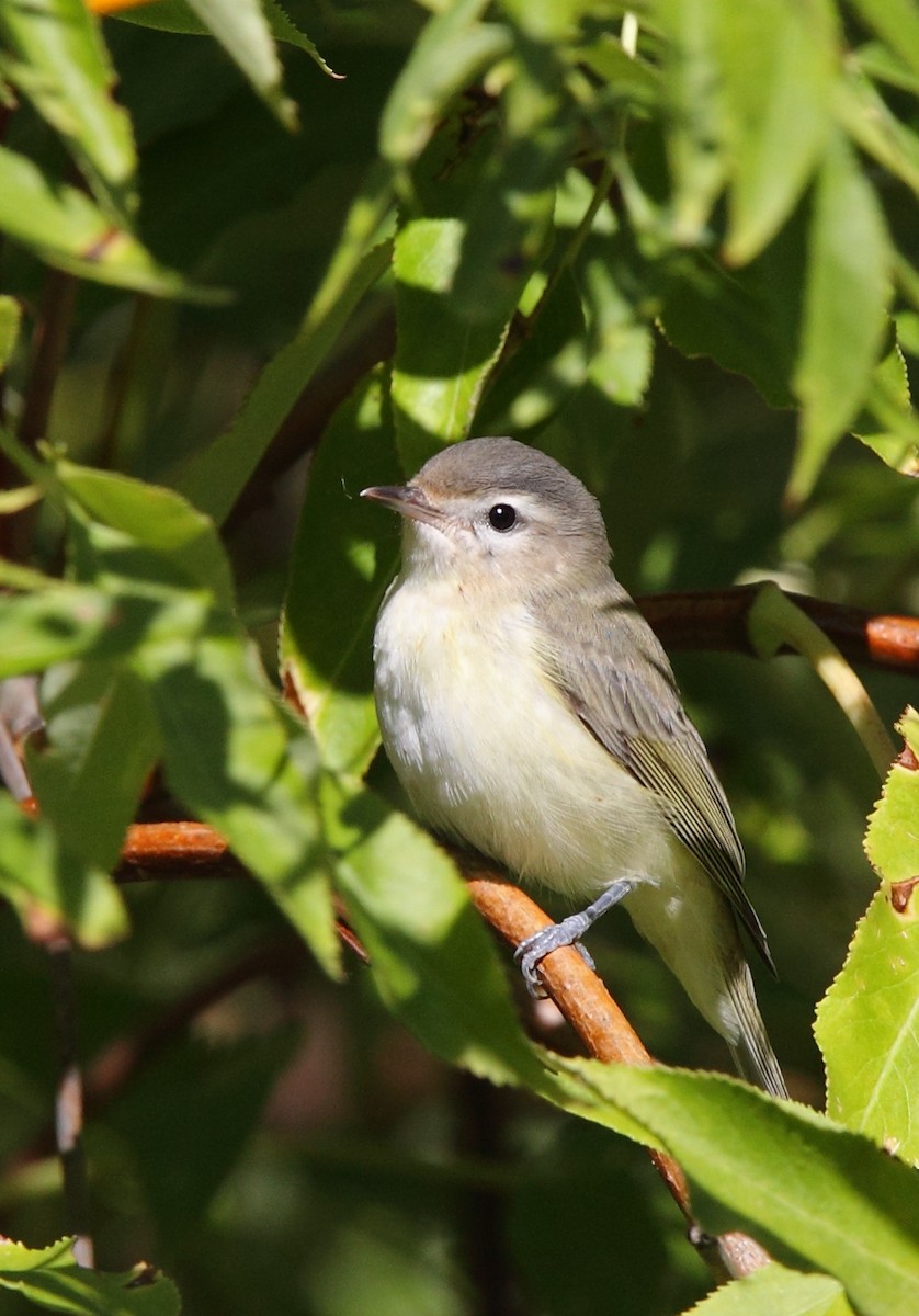 Warbling Vireo (Western) - ML641180096