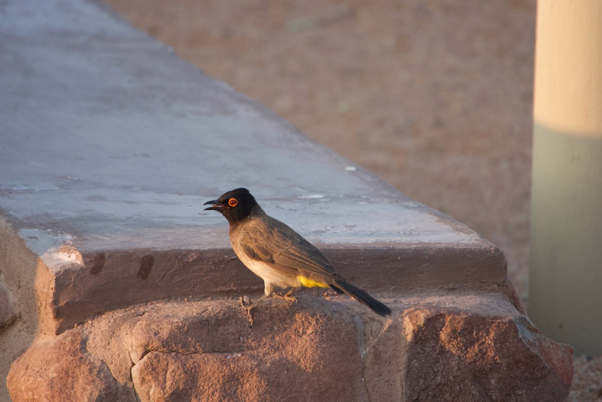 Black-fronted Bulbul - ML641180113