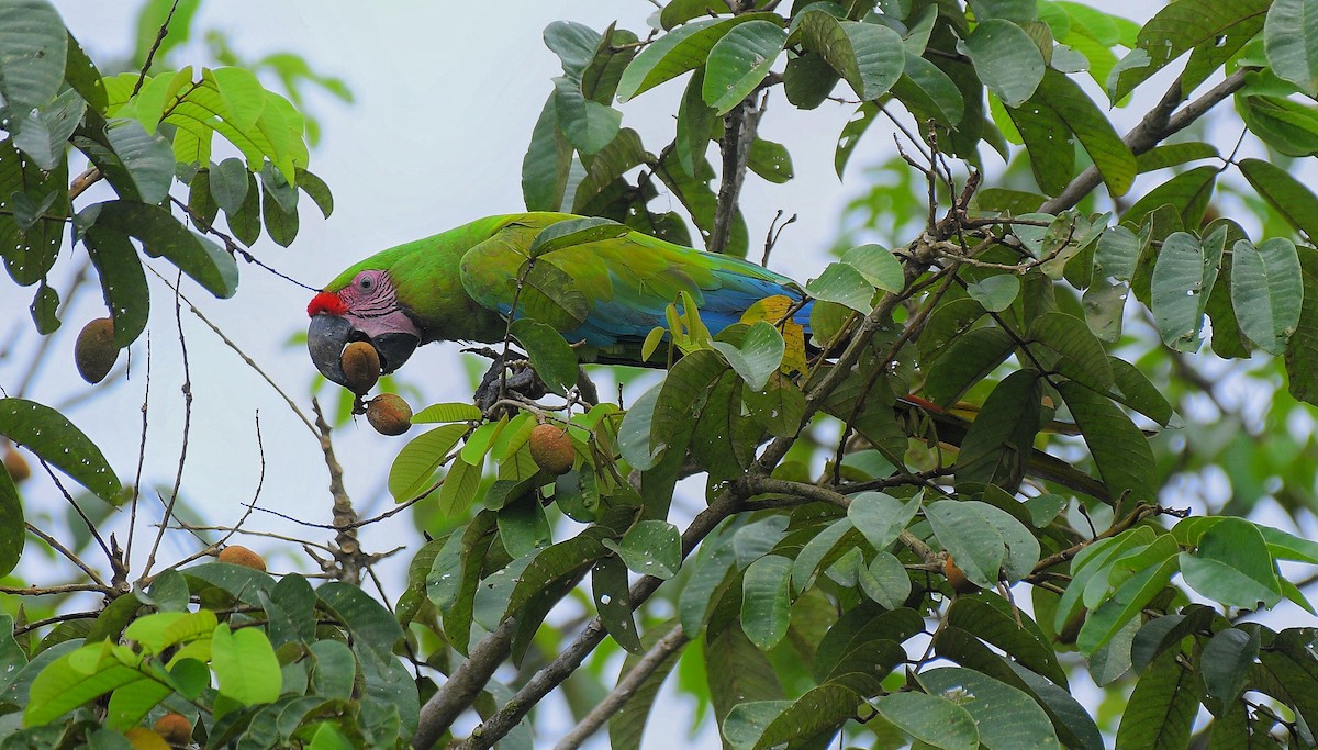 Great Green Macaw - ML641180122