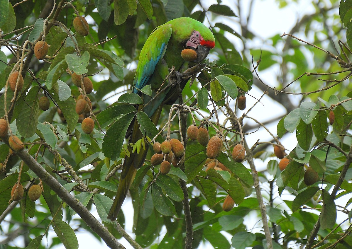 Great Green Macaw - ML641180123