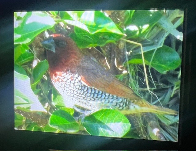 Scaly-breasted Munia - ML641180130