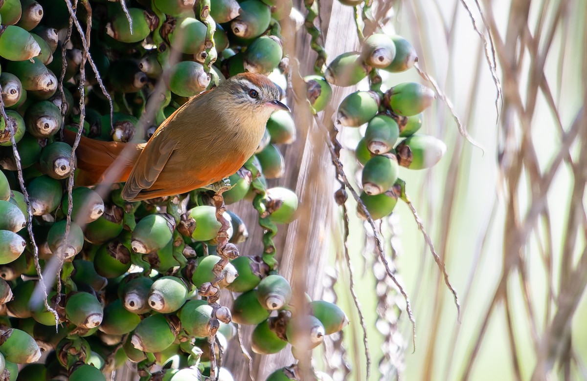 Pallid Spinetail - ML641180143