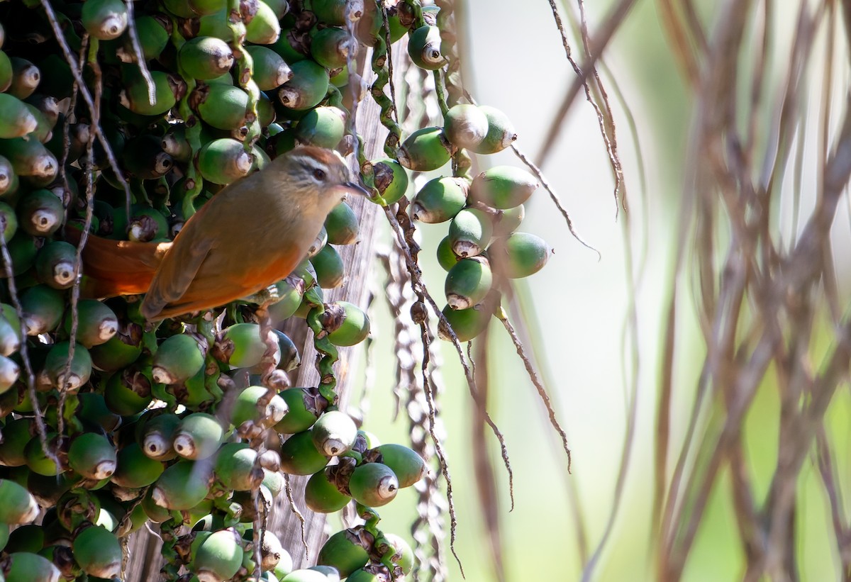 Pallid Spinetail - ML641180146