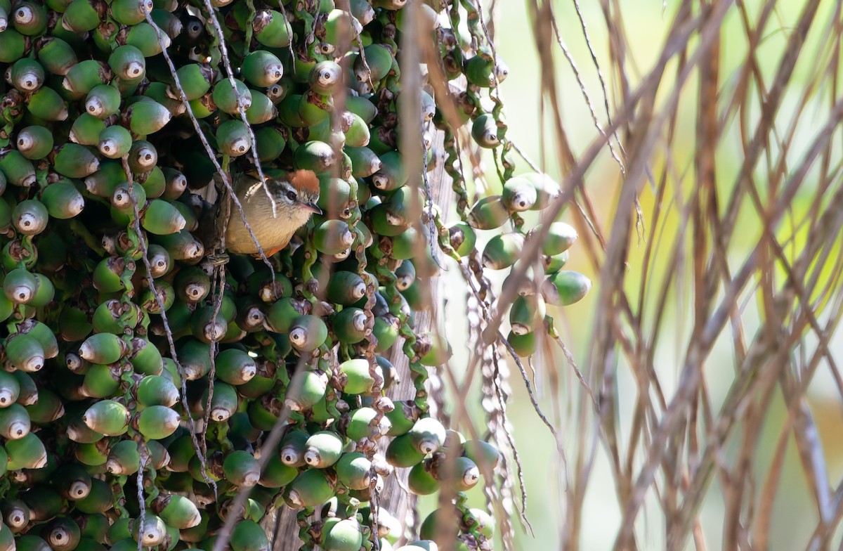 Pallid Spinetail - ML641180148