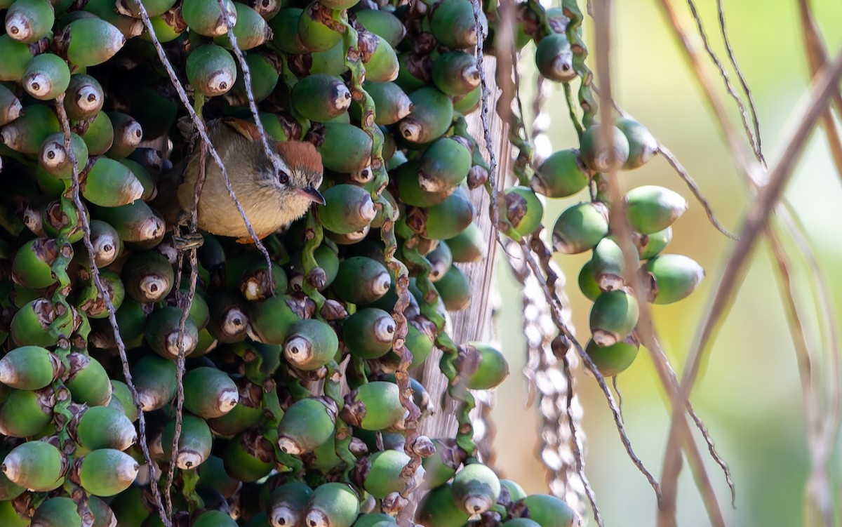 Pallid Spinetail - ML641180171