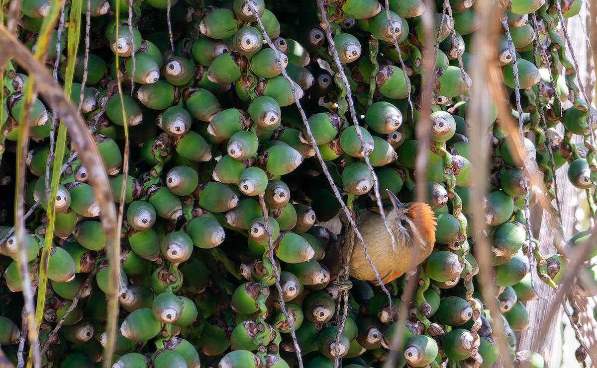 Pallid Spinetail - ML641180172