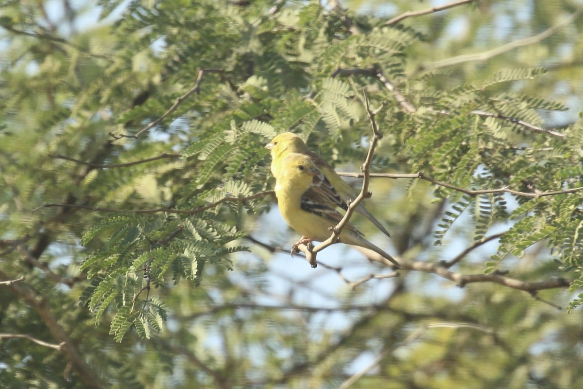 Sudan Golden Sparrow - ML641180190