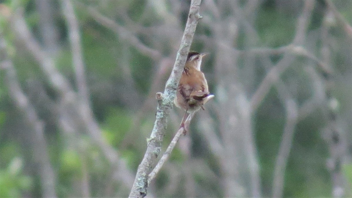Marsh Wren - ML641180227