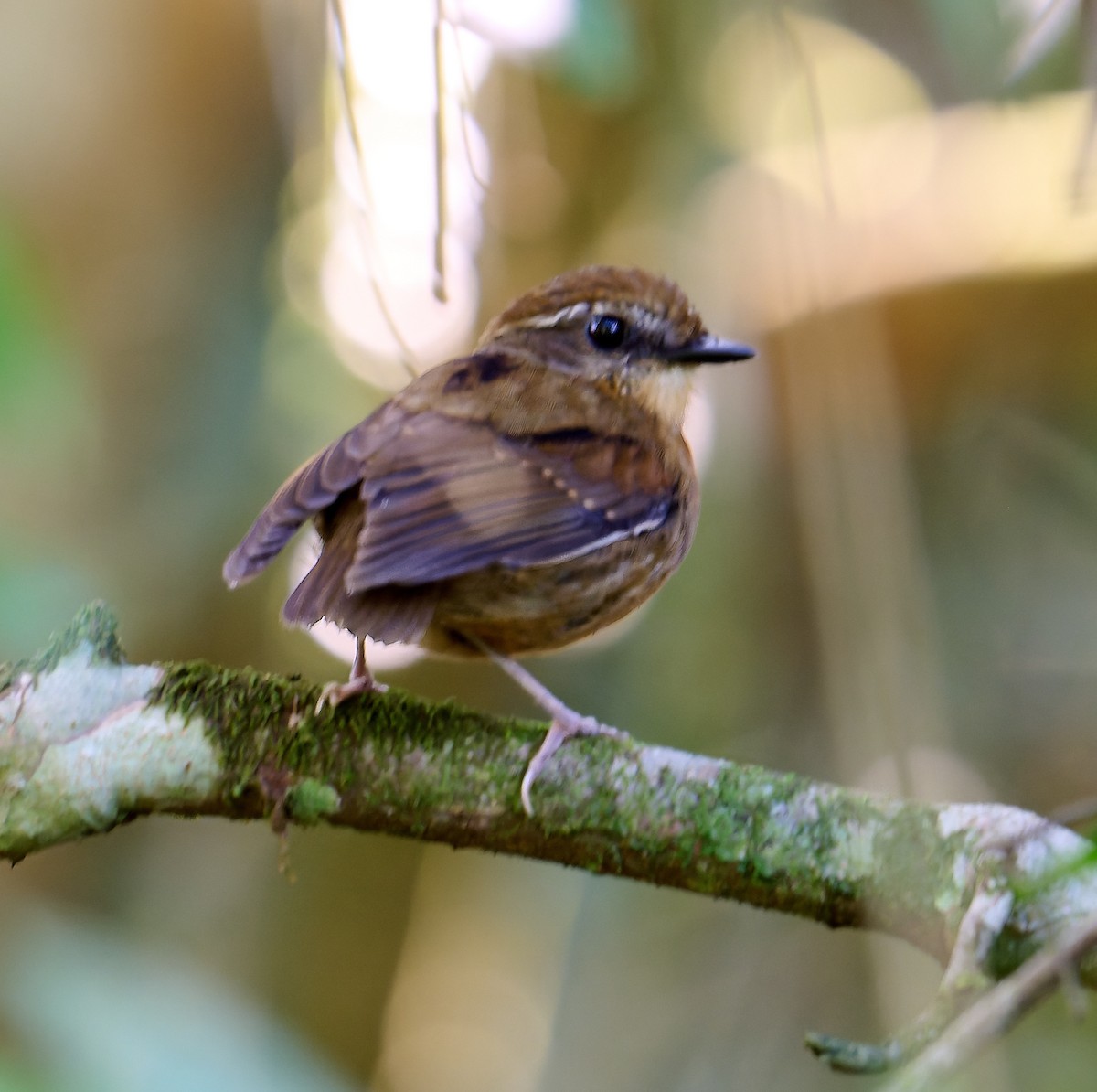Black-cheeked Gnateater - ML641180262