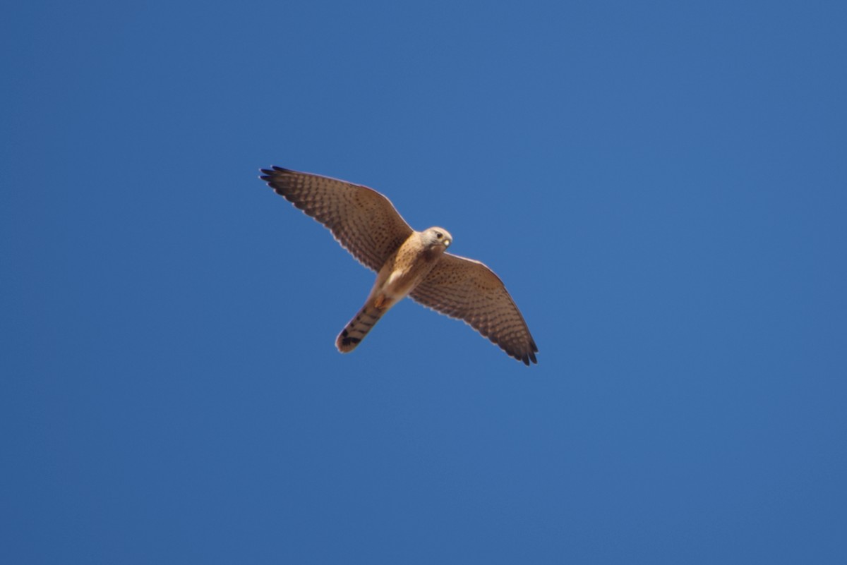 Rock Kestrel - ML641180299