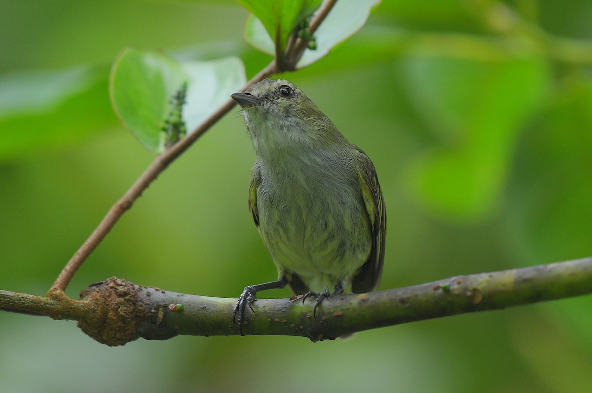 Mistletoe Tyrannulet - ML641180305