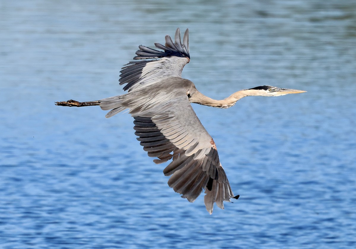 Great Blue Heron - ML641180307