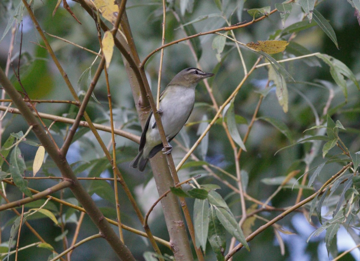 Red-eyed Vireo - ML641180314