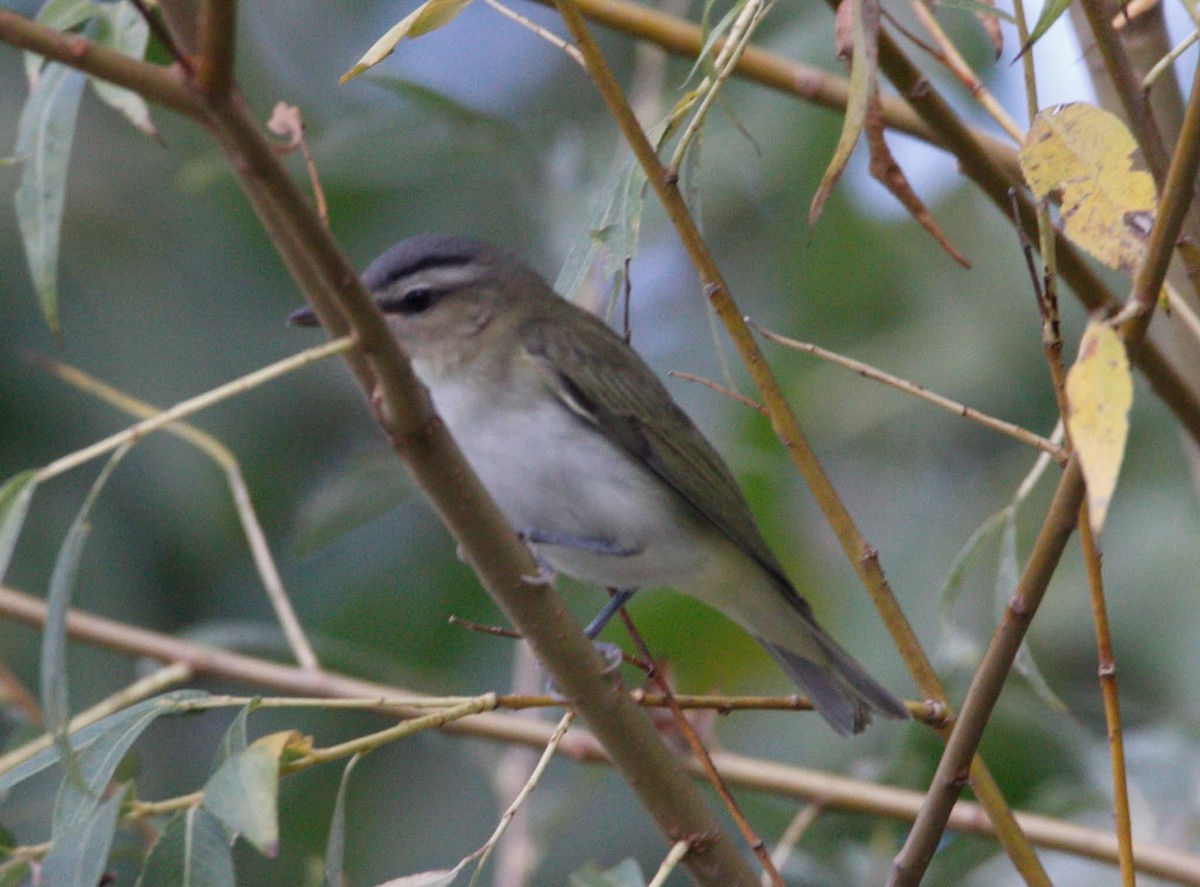 Red-eyed Vireo - ML641180315