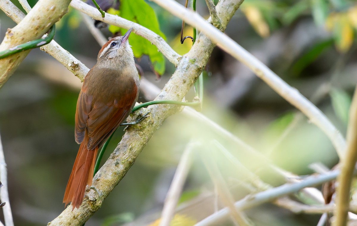 Pallid Spinetail - ML641180317