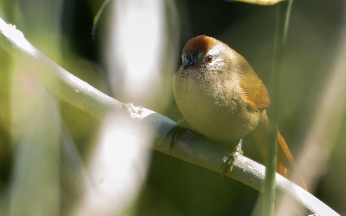 Pallid Spinetail - ML641180329