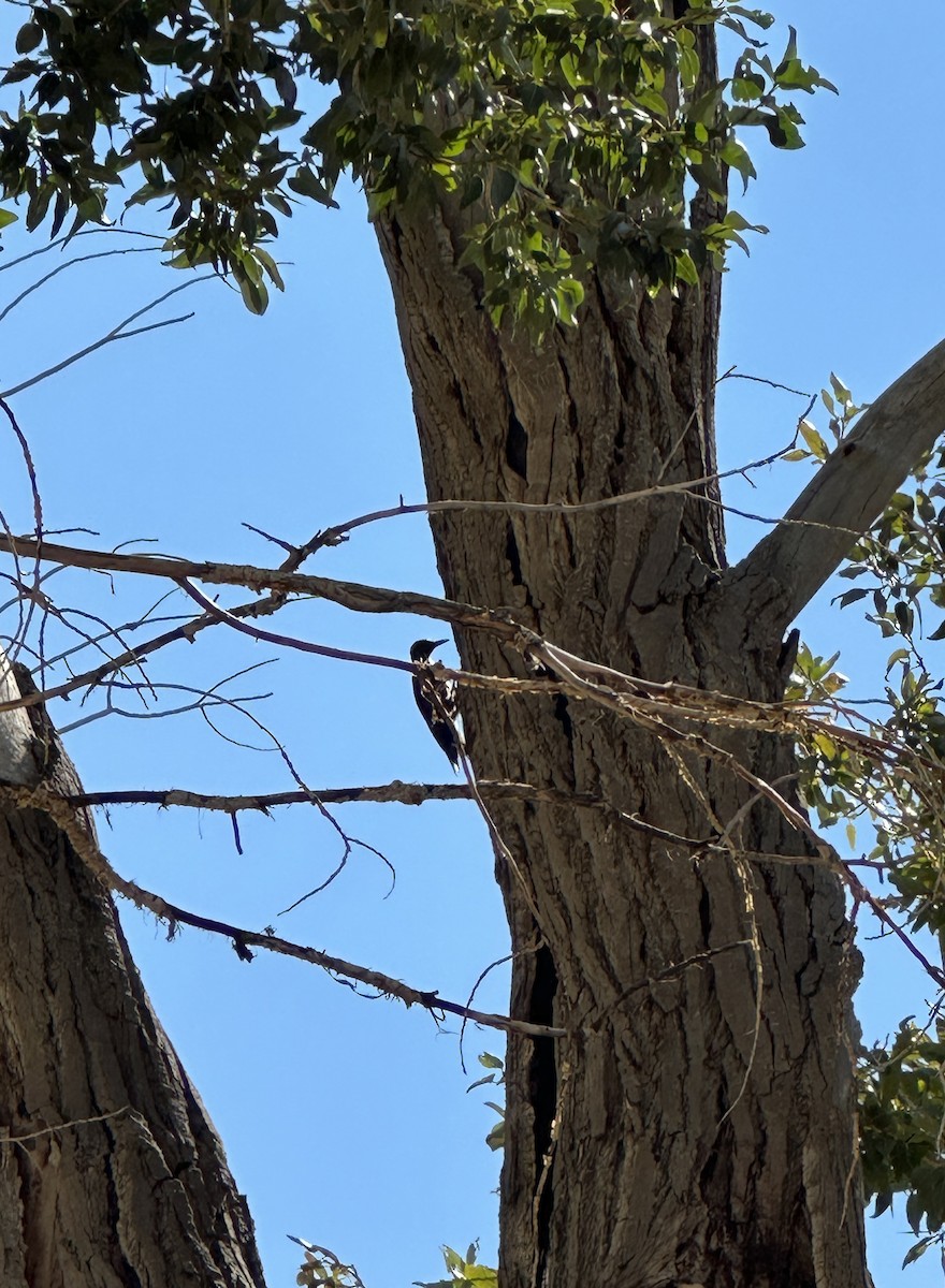 Lewis's Woodpecker - ML641180369