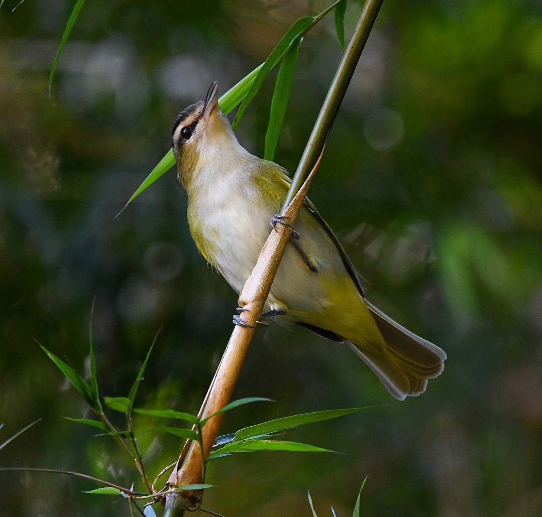 Chivi Vireo - ML641180395