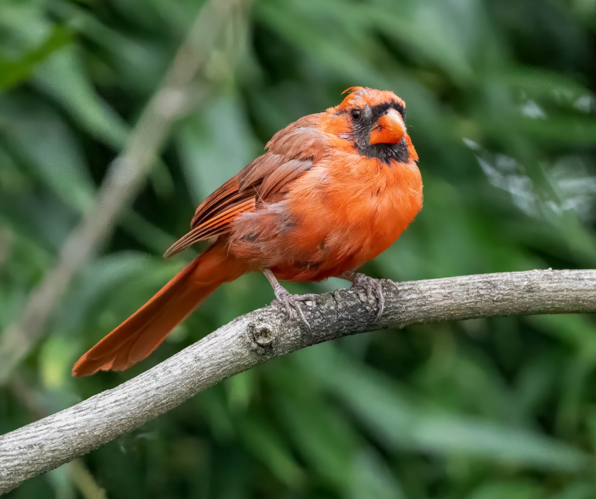 Northern Cardinal - ML641180405