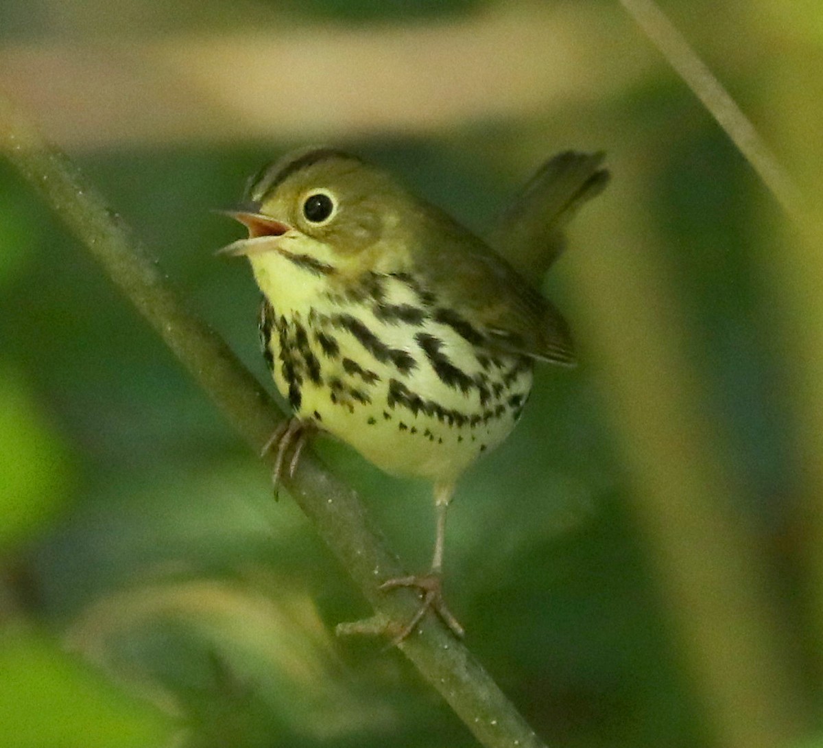 Ovenbird - ML641180407