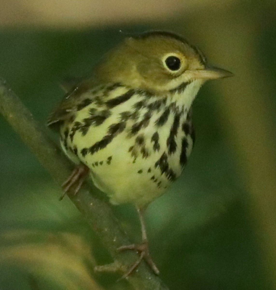 Ovenbird - ML641180408