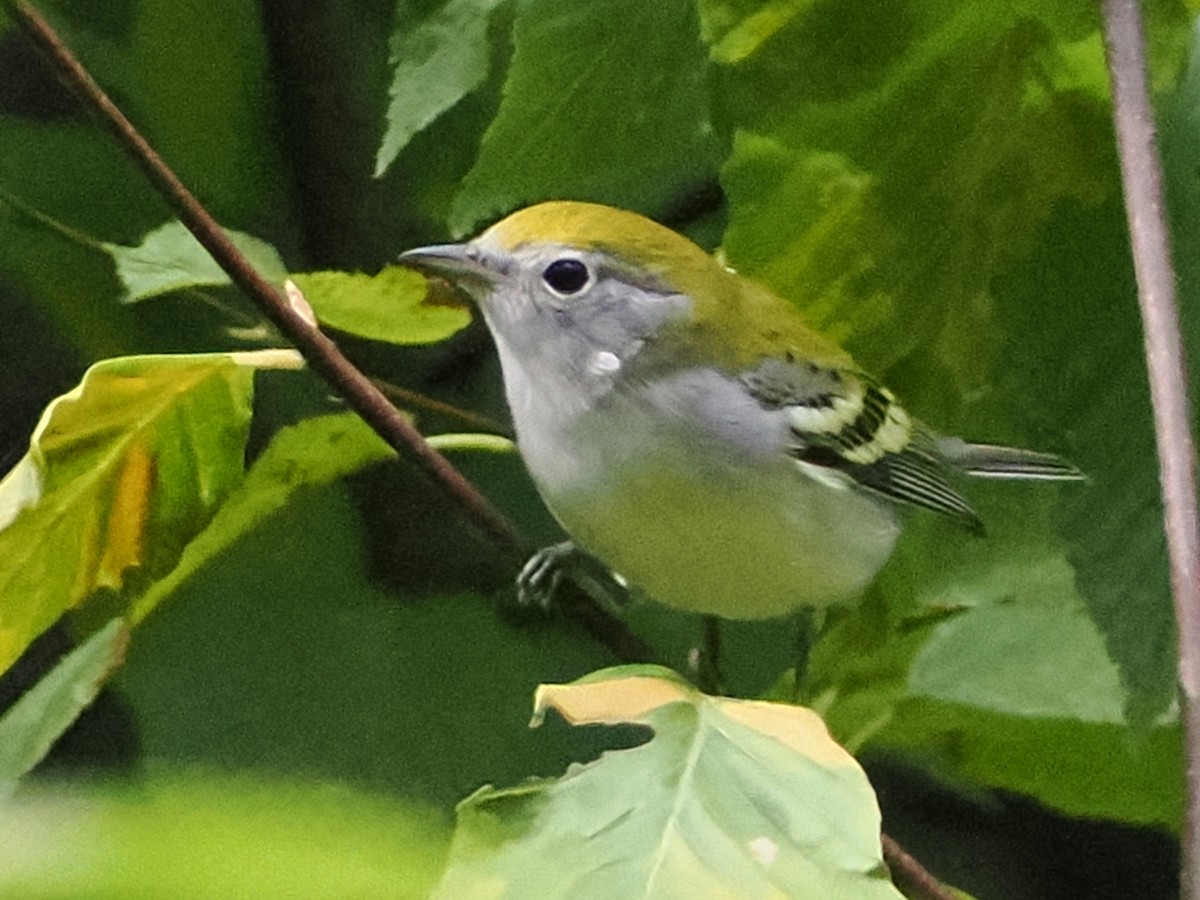 Chestnut-sided Warbler - ML641180419
