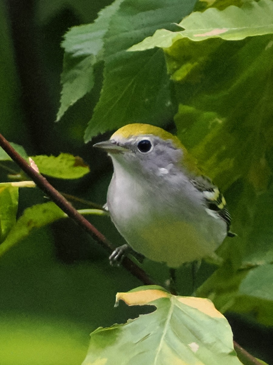 Chestnut-sided Warbler - ML641180420