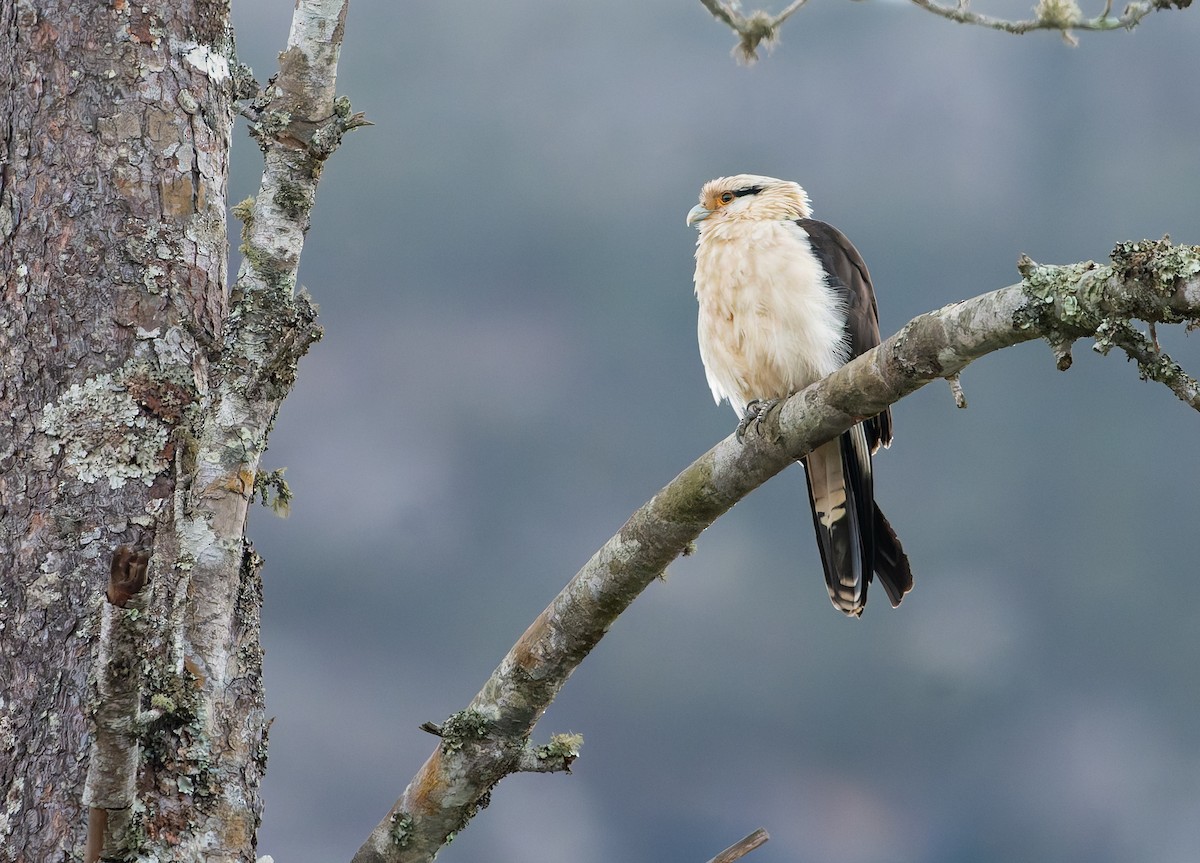 Yellow-headed Caracara - ML641180441