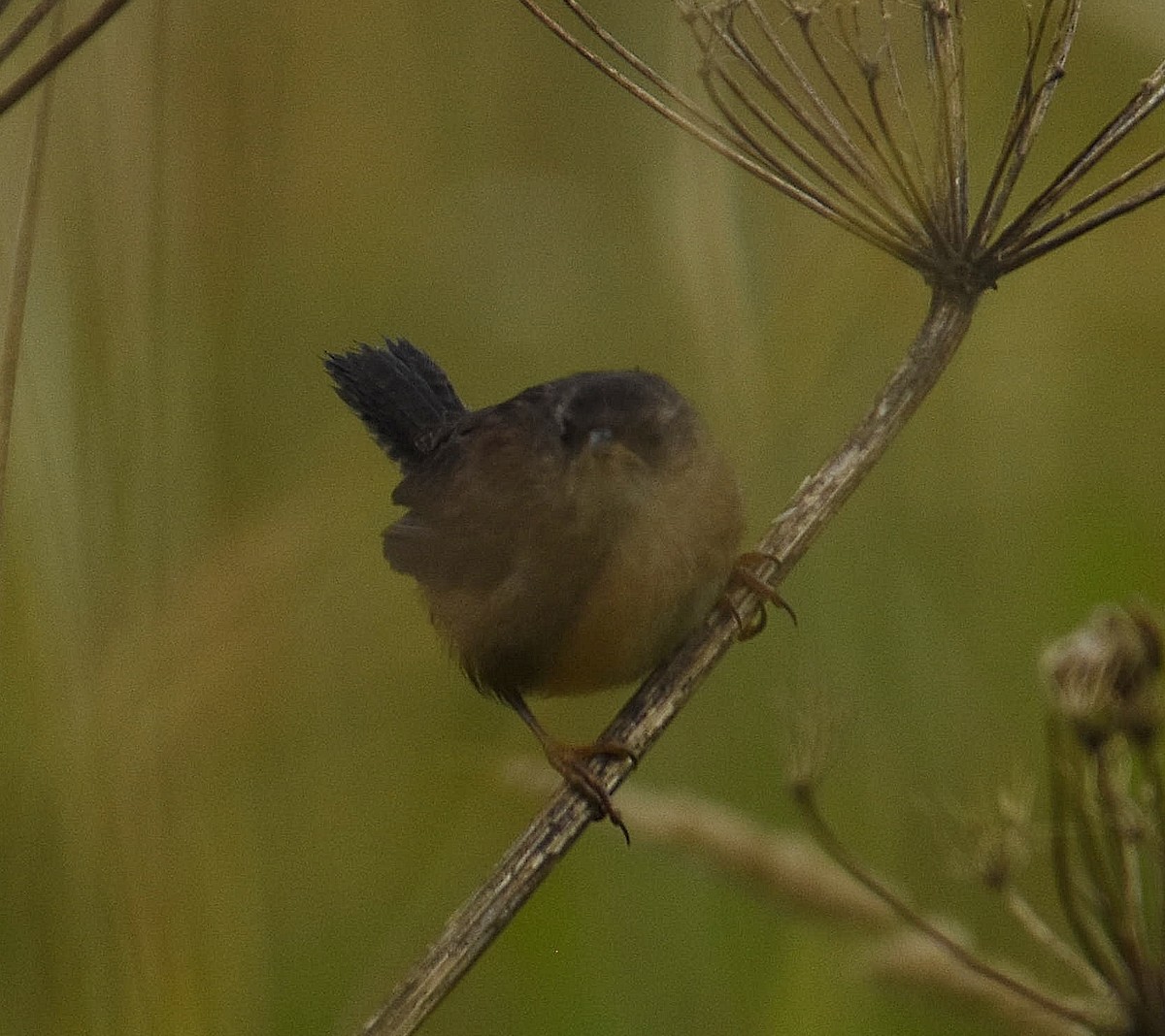 Marsh Wren - ML641180445