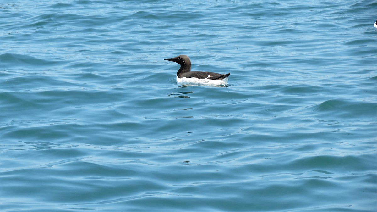 Common Murre - ML641180463