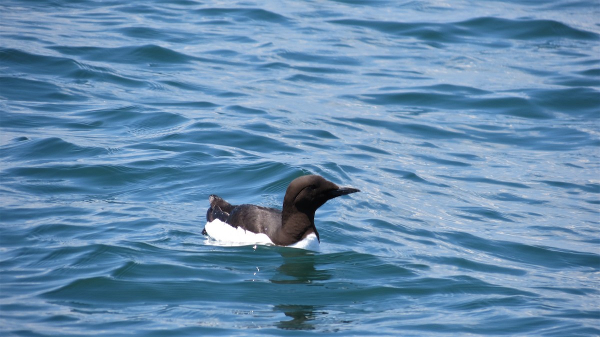 Common Murre - ML641180467
