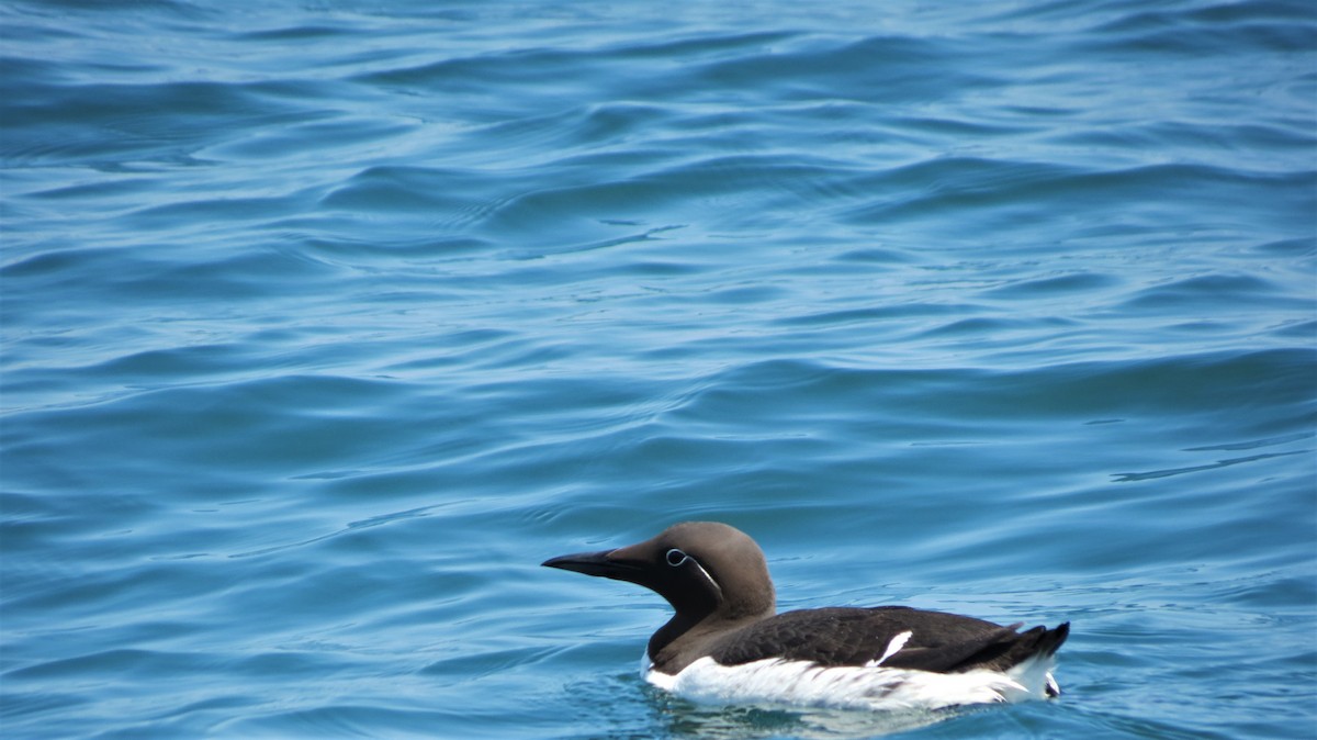 Common Murre - ML641180470