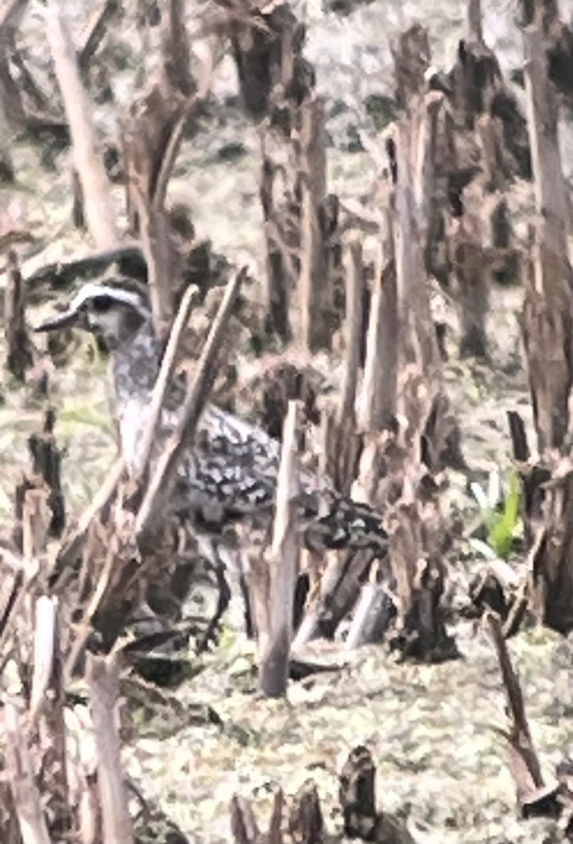 American Golden-Plover - ML641180514