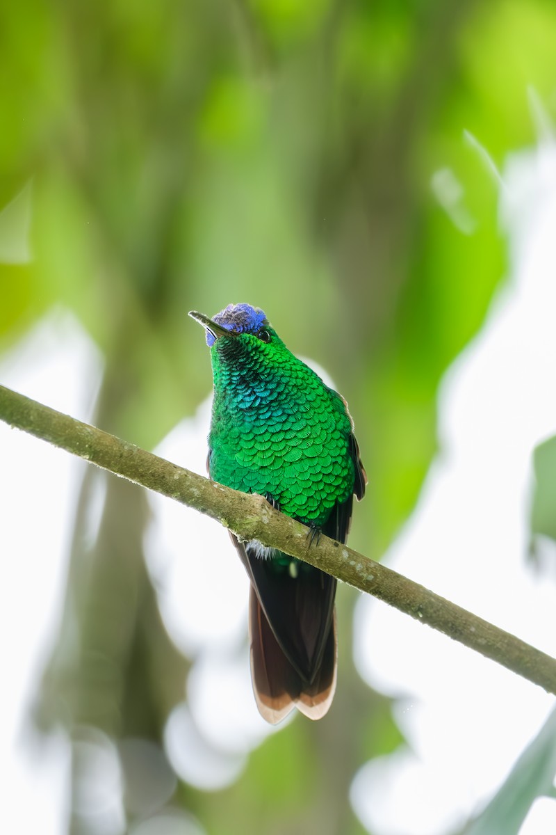 kolibřík modrotemenný - ML641180534