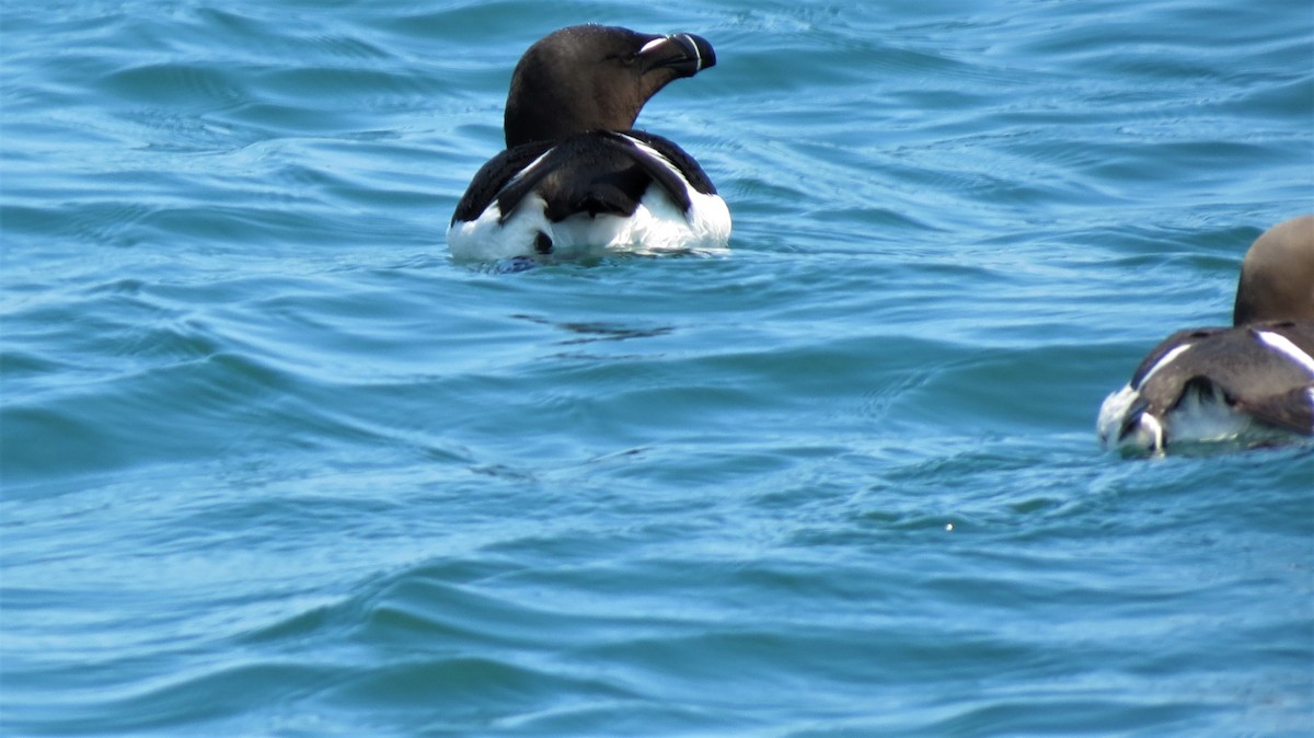 Razorbill - ML641180541