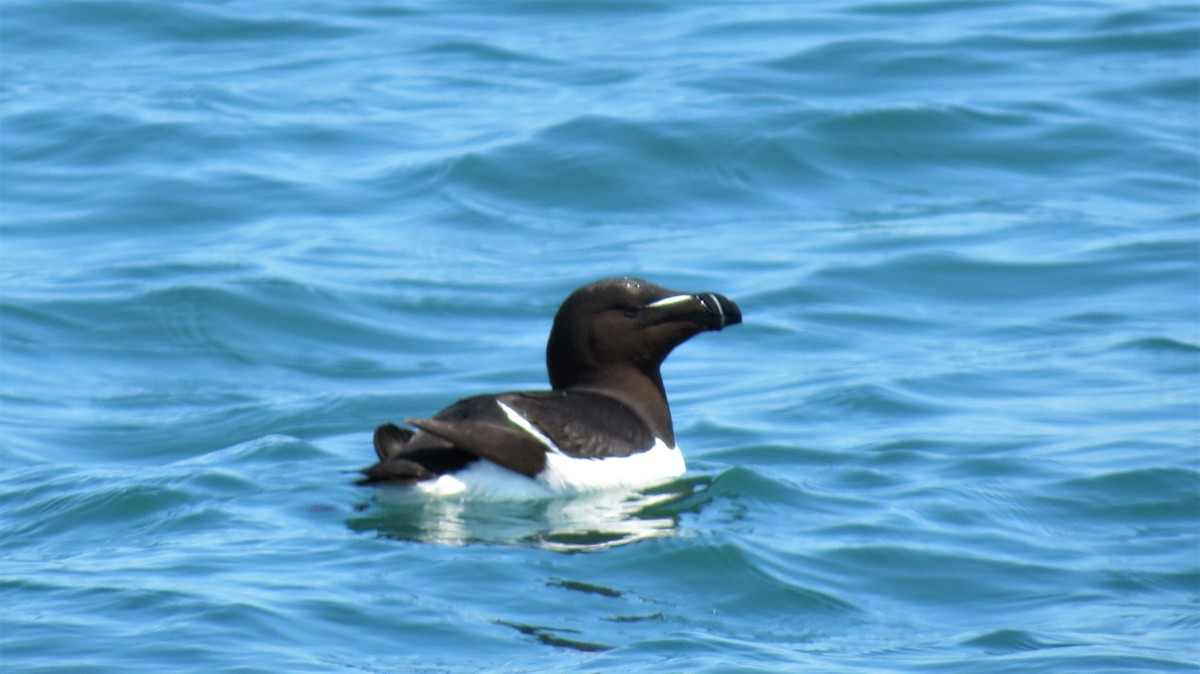 Razorbill - ML641180542