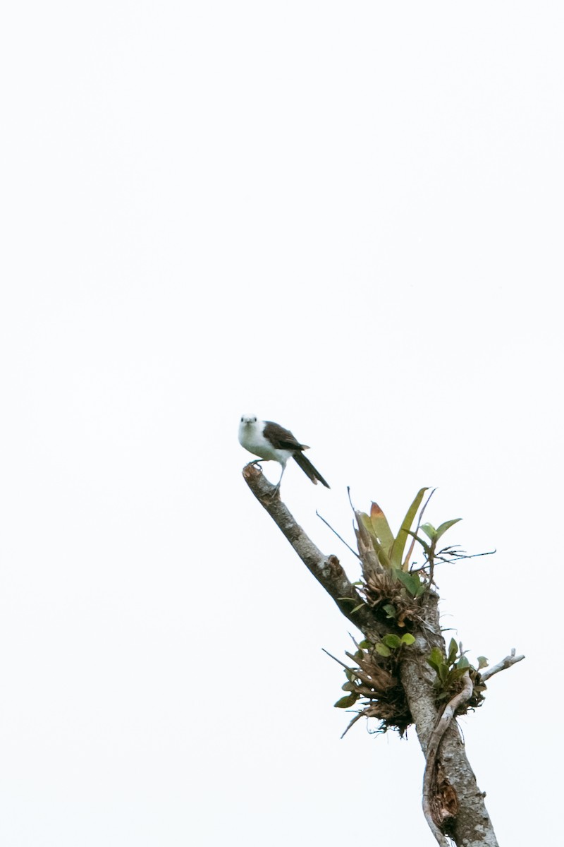White-headed Wren - ML641180581
