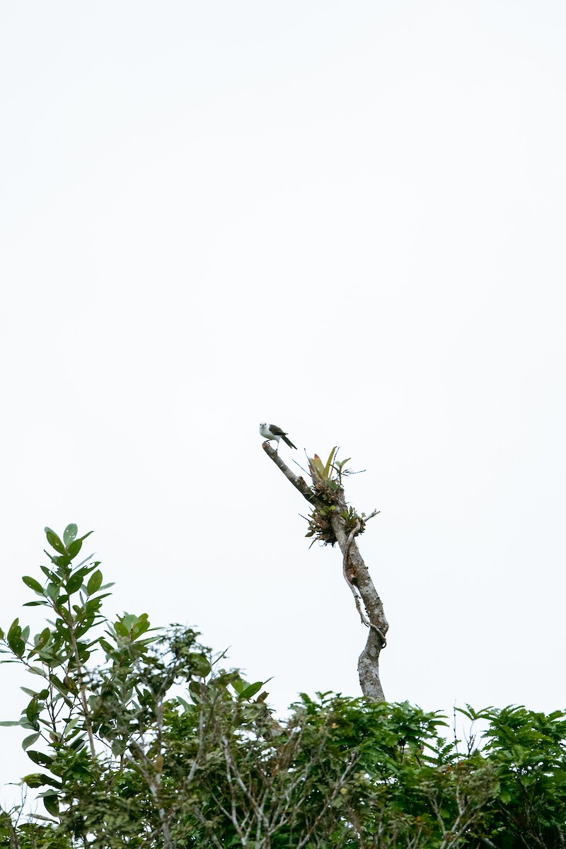 White-headed Wren - ML641180582