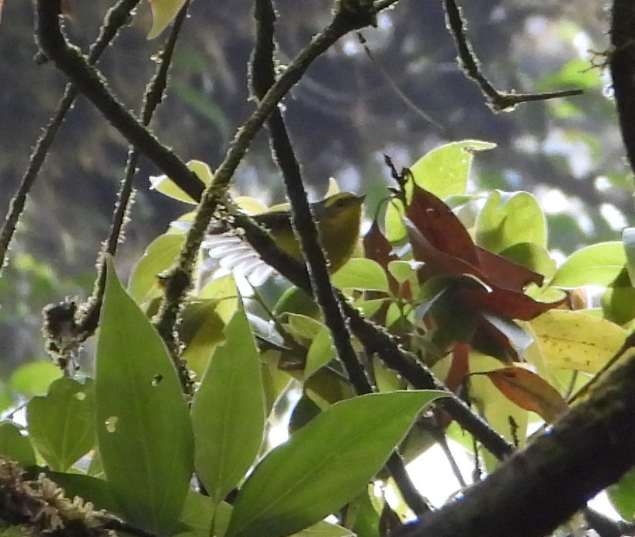 Yellow-bellied Fairy-Fantail - ML641180613