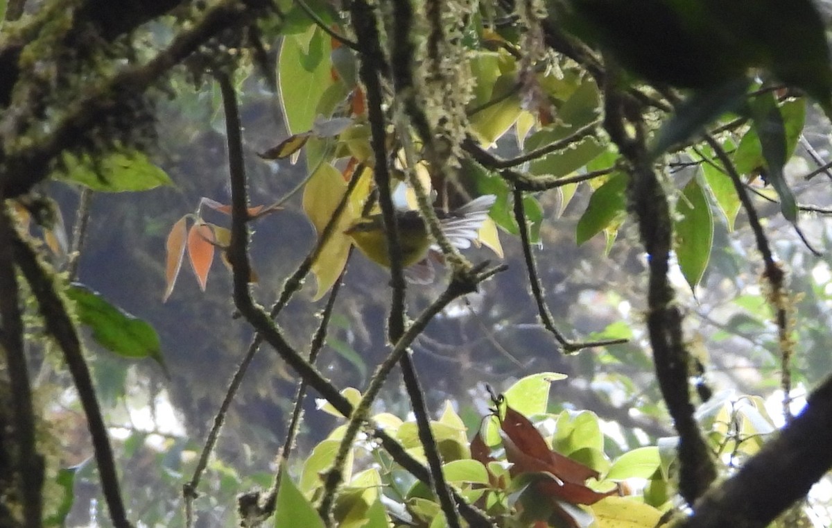 Yellow-bellied Fairy-Fantail - ML641180614