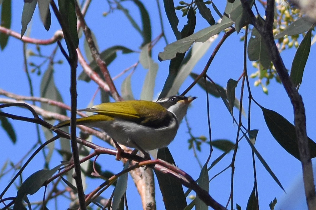 White-throated Honeyeater - ML641180634
