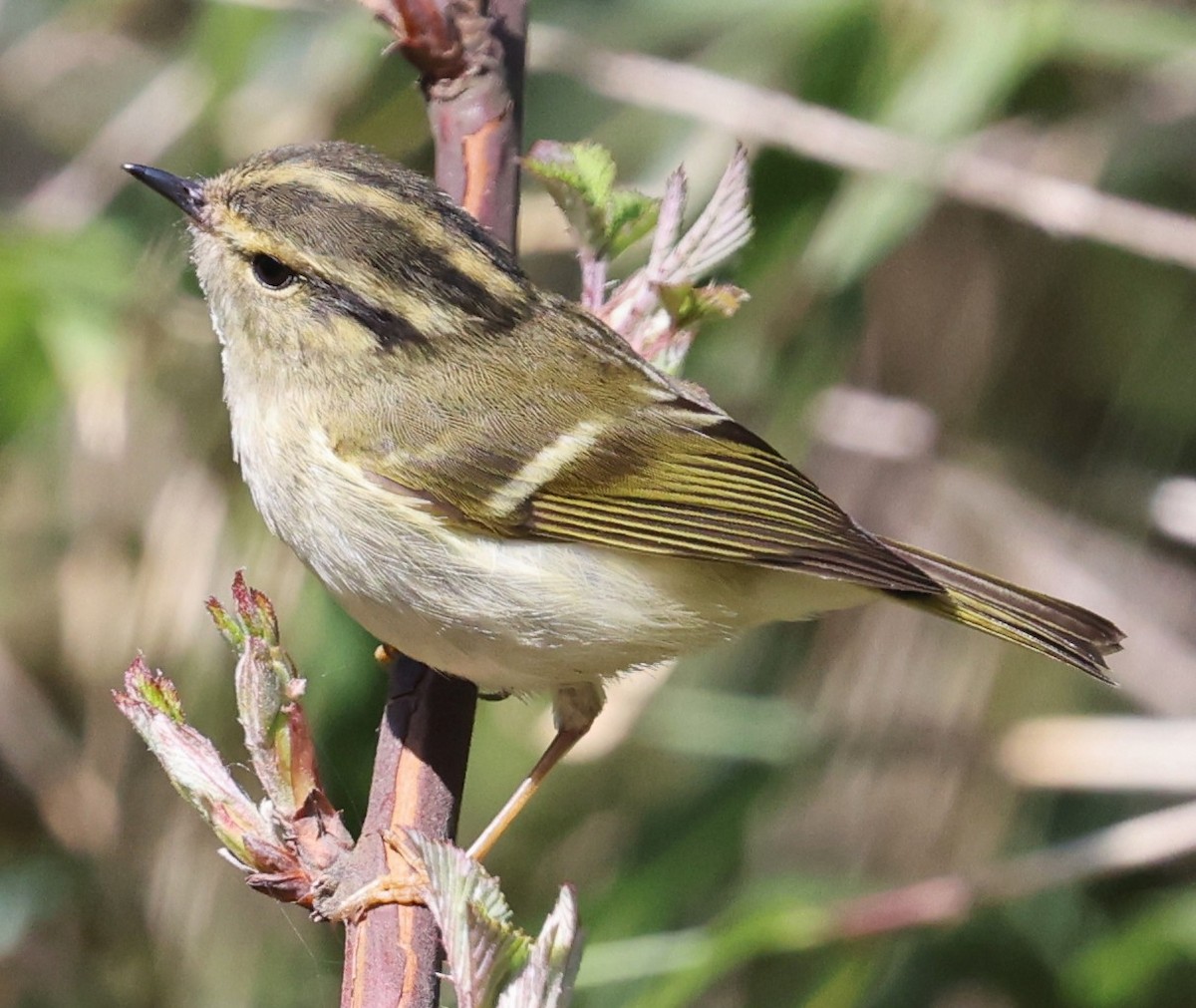 Sichuan Leaf Warbler - ML641180687