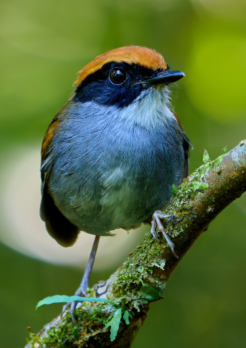 Black-cheeked Gnateater - ML641180750