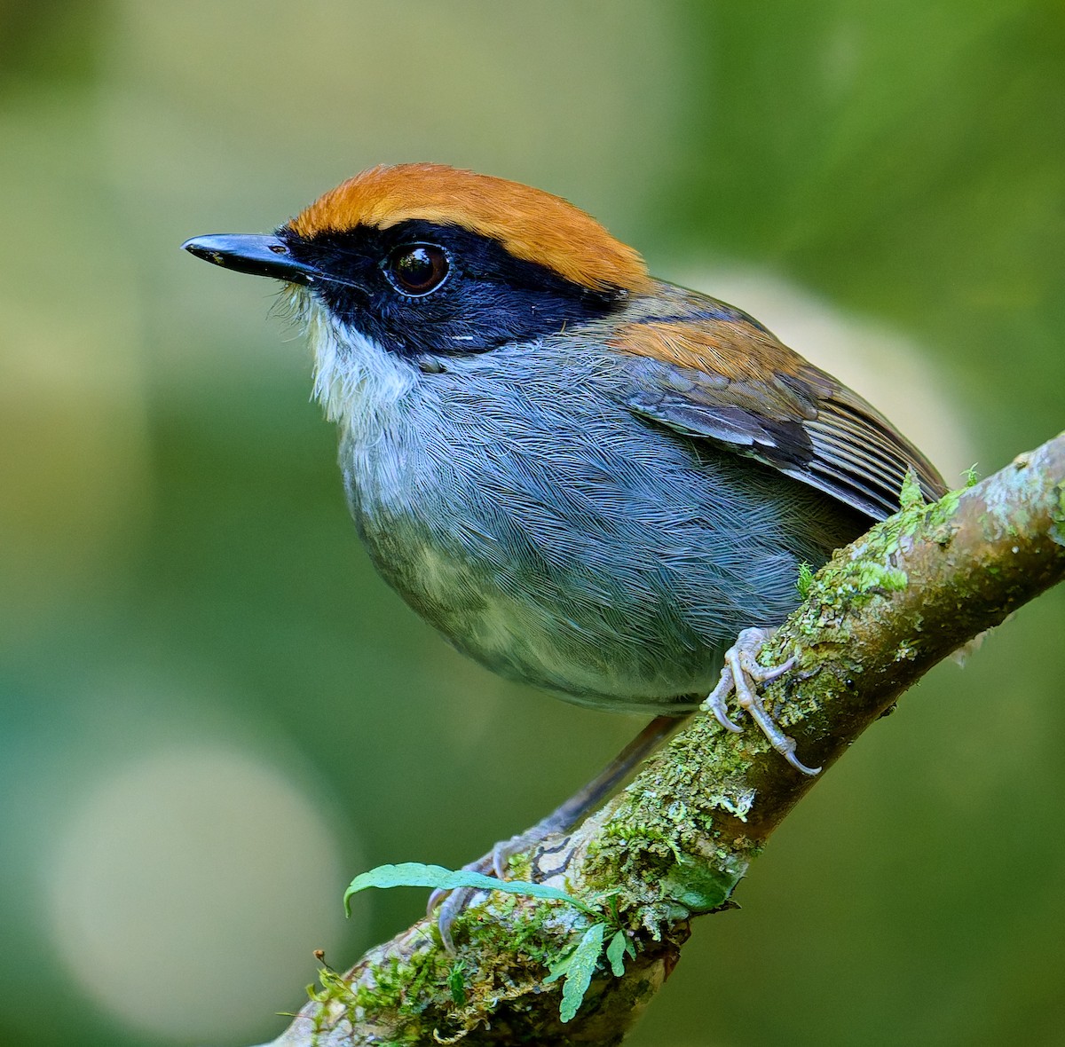 Black-cheeked Gnateater - ML641180751