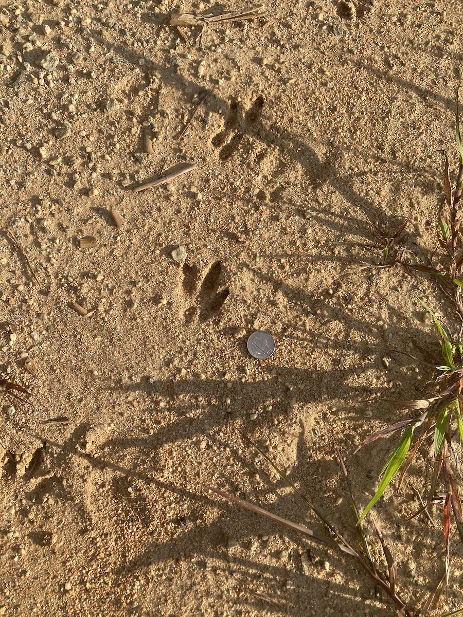 Animals - ML641180757