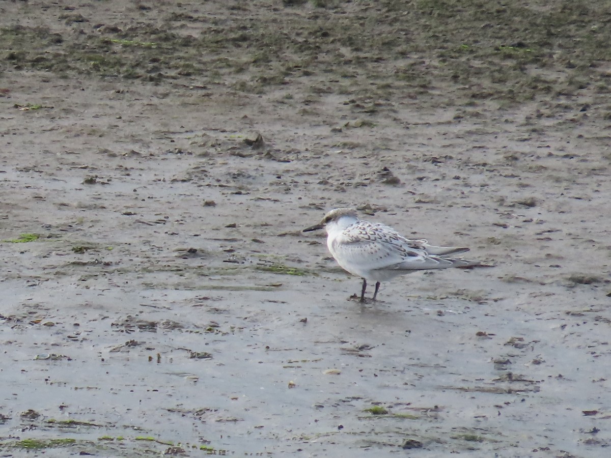 Sandwich Tern - ML641180778